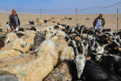 عدم مشاهده بیماری تب کریمه کنگو در استان کرمانشاه