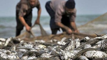 صید ماهیان استخوانی در گیلان ۶۹ درصد افزایش داشته است/ ۱۴ فروردین آخرین مهلت صید از خزر