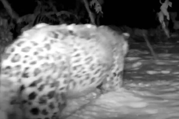 VIDEO: Persian leopard spotted in Iran's Savadkuh