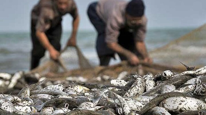 صید ماهیان استخوانی در گیلان ۶۹ درصد افزایش داشته است