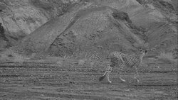 Cameras capture Asiatic cheetah in Isfahan's Abbasabad