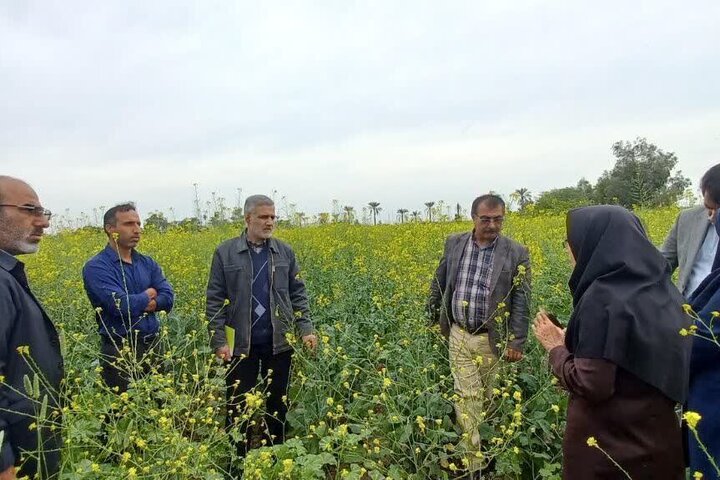 سطح زیر کشت کلزا در دشتستان ۵ برابر شد سطح زیر کشت کلزا در دشتستان ۵ برابر شد