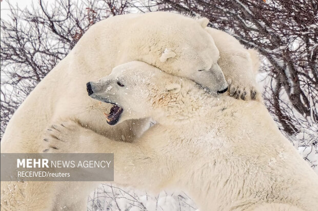 گونه نادر خرس سفید جنگل های مازندران در دست پایش است