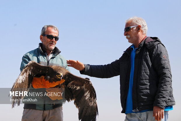 آزادسازی پرندگان شکاری در همدان