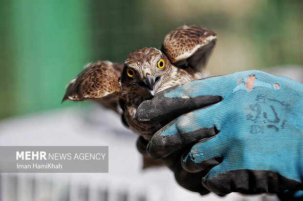 رهاسازی پرندگان شکاری در زیستگاه‌های طبیعی استان تهران