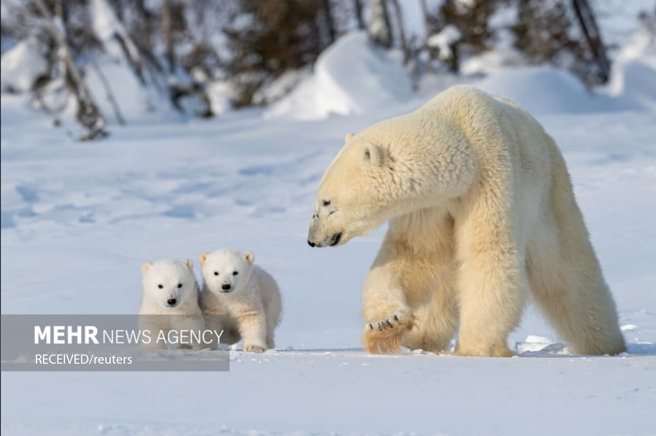 خرس قطبی الهام بخش تولید لباس‌های گرم