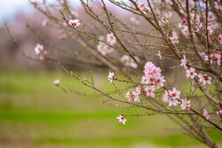 شکوفه‌های بهاری در باغشهر زیبای مهریز