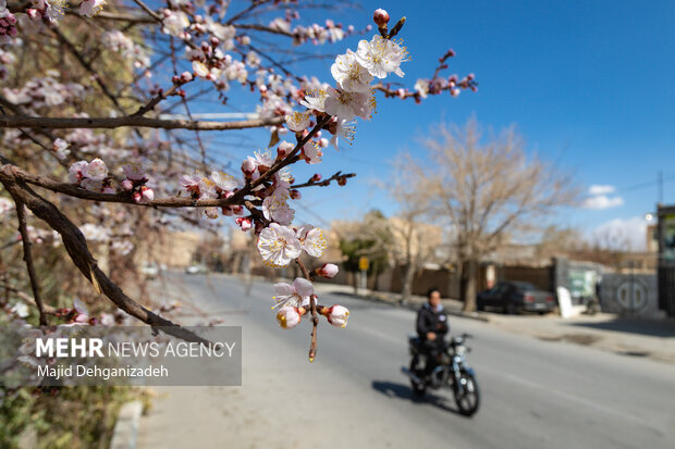 شکوفه های بهاری در باغشهر زیبای مهریز
