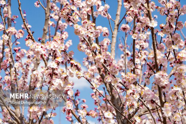 شکوفه های بهاری در باغشهر زیبای مهریز