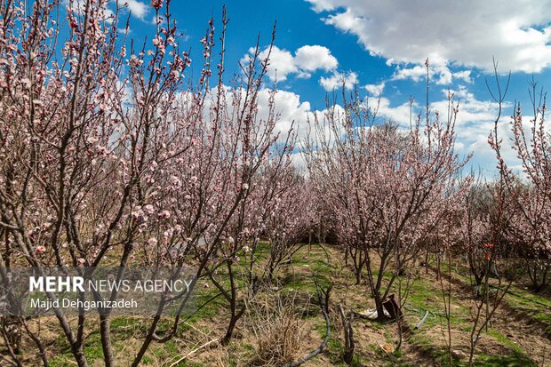 شکوفه های بهاری در باغشهر زیبای مهریز