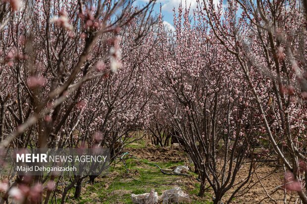 شکوفه های بهاری در باغشهر زیبای مهریز