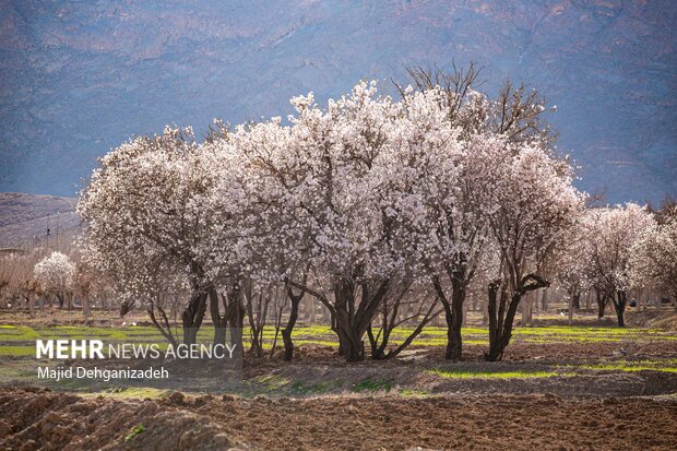 شکوفه های بهاری در باغشهر زیبای مهریز