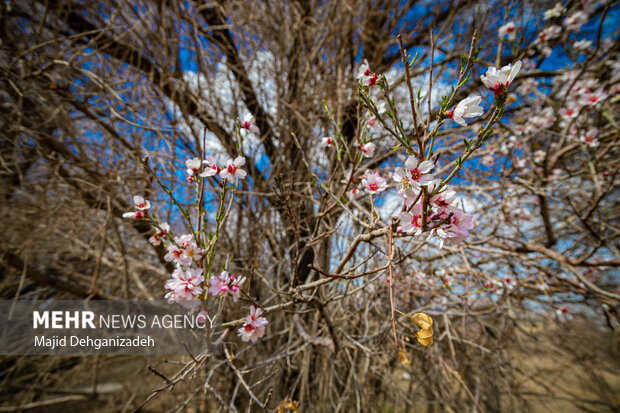 نمایی از شکوفه‌های درختان در آستانه بهار