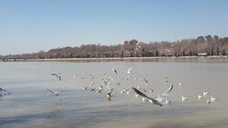 زمستان گذرانی سالانه ۵۰ هزار پرنده در تالاب‌های آذربایجان غربی