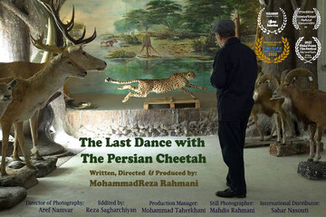 «آخرین رقص با یوزپلنگ ایرانی» از جشنواره آمریکایی جایزه گرفت
