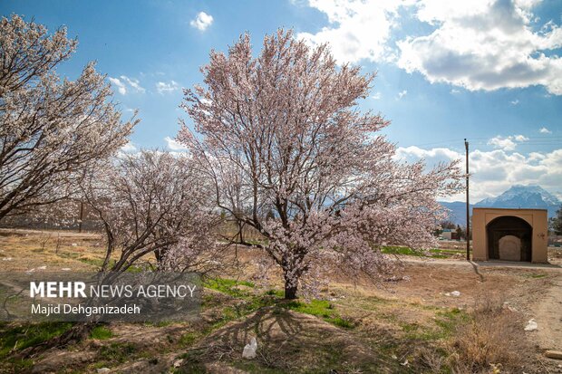 شکوفه های بهاری در باغشهر زیبای مهریز