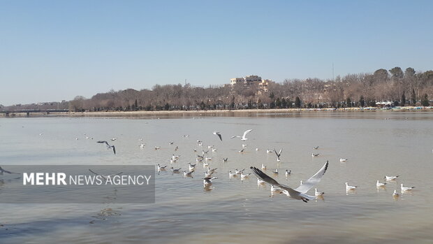 زمستان گذرانی سالانه ۵۰ هزار پرنده در تالاب‌های آذربایجان غربی 