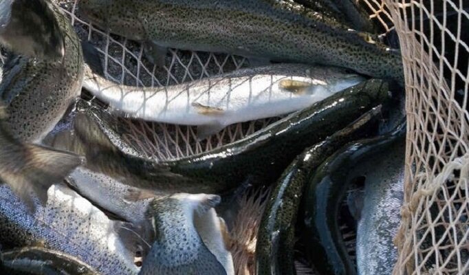 صنعت آبزی پروری کشور در مسیر توسعه قرار دارد