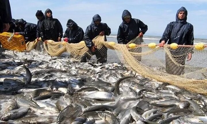 جزئیات صید ماهی در سال گذشته / تحقق ۷۰ درصدی برنامه صید 