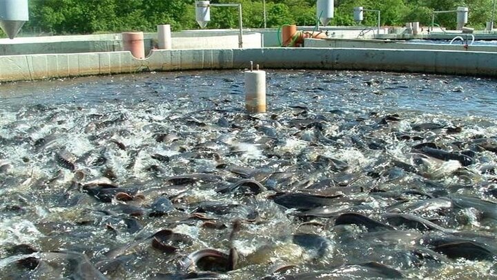 کرمانشاه؛ از قطب تولید ماهی تا خیز برای فتح بازارهای صادراتی خاویار
