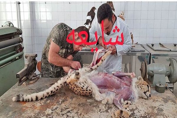تصویر منتشر شده از پوست کنی یوز مربوط به کالبدشکافی پیروز نیست 2