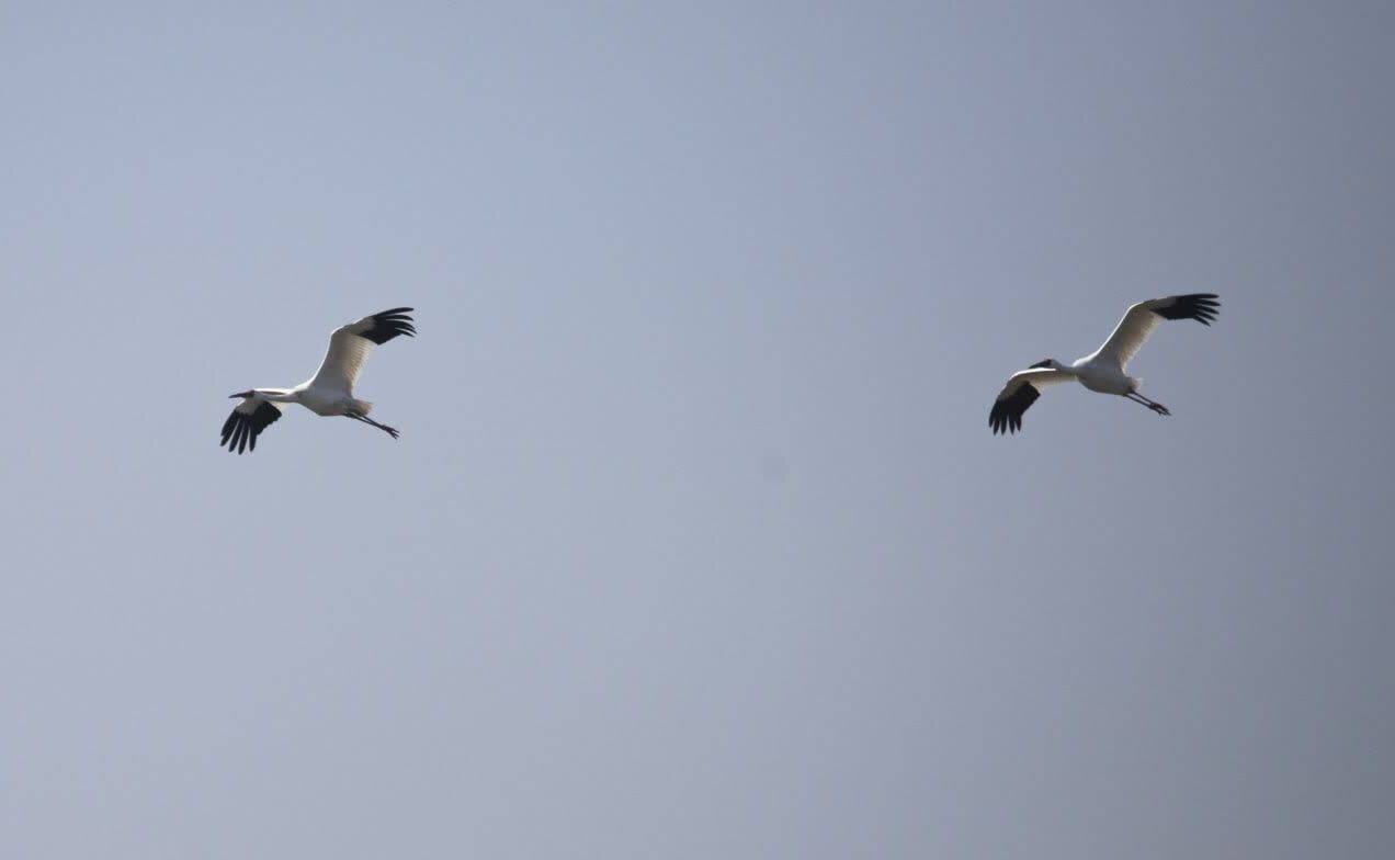 دست خالی مازندران از گردشگری در زمستان/ درناهای عاشق رفتند!