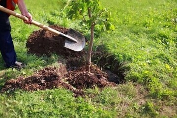 طرح مردمی کاشت درخت در تنگستان اجرا شد