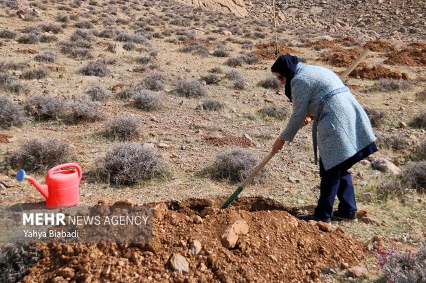 مراسم روز درختکاری در کرمانشاه