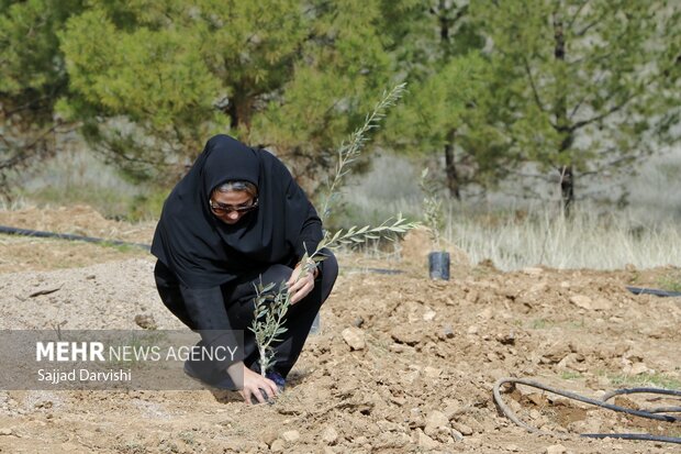 امسال ۹ میلیون اصله نهال در گلستان کشت می شود