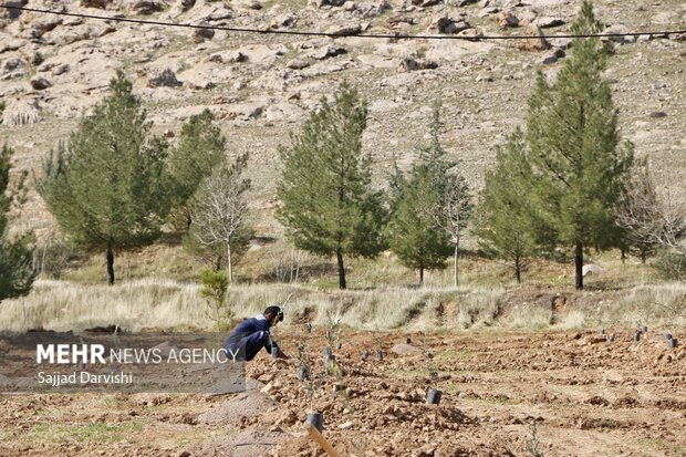 ۱۰۰ هزار اصله درخت در اختیار متقاضیان کاشت در چرام قرار می گیرد