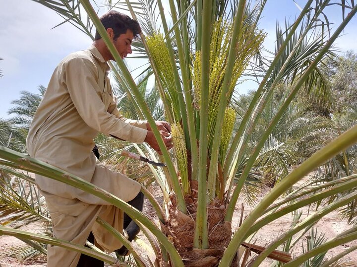 آغاز عملیات گرده افشانی نخیلات در شهرستان بستک