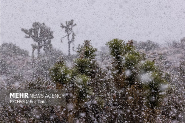 بارش برف شدید در قاره آمریکا