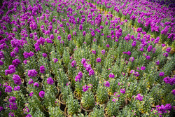 Stock flowers beautiful sign of spring