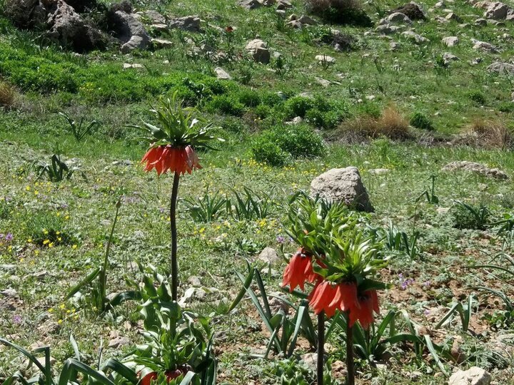 اعجاز آب و صخره در «سفیدکوه» خرم‌آباد