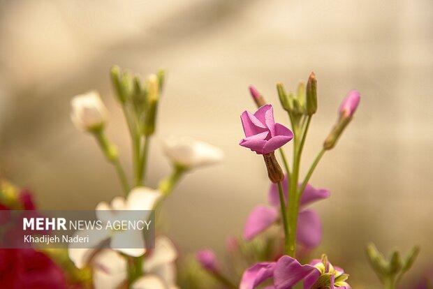 İran'da yetiştirilen şebboy çiçeğinden fotoğraflar