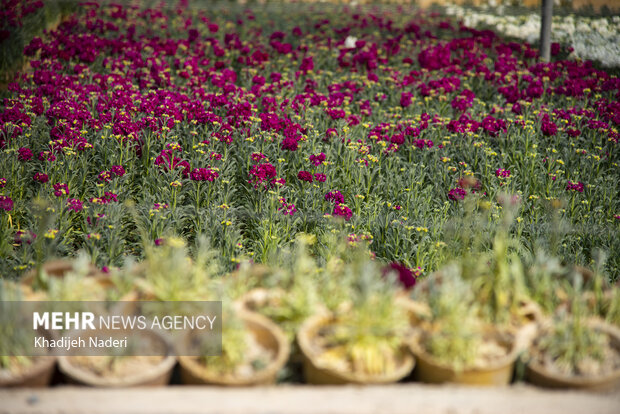 Stock flowers, a beautiful sign of spring
