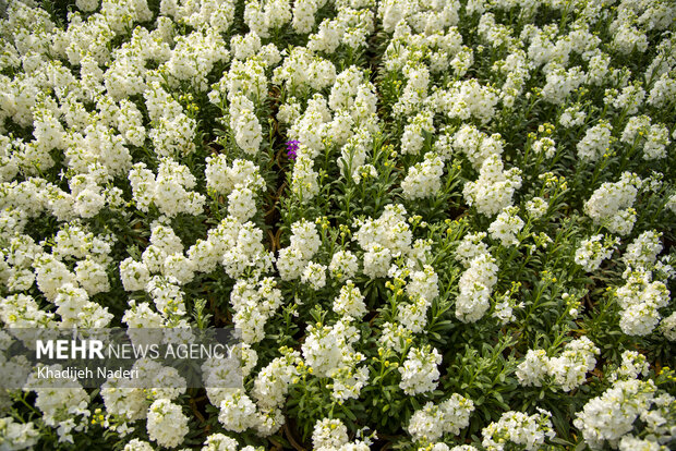 İran'da yetiştirilen şebboy çiçeğinden fotoğraflar