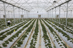 گلخانه‌های گل و گیاه و سبزی در کلاردشت توسعه می یابد