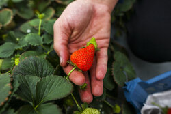 پیش بینی تولید ۱۰ هزار تن توت فرنگی در استان گلستان