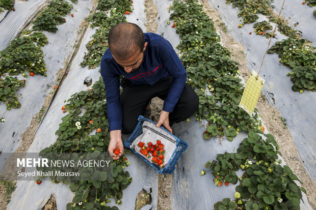 پیش‌بینی تولید ۱۲۰هزار تنی توت فرنگی در کشور