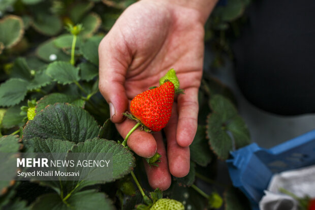 پیش بینی تولید ۱۰ هزار تن توت فرنگی در استان گلستان