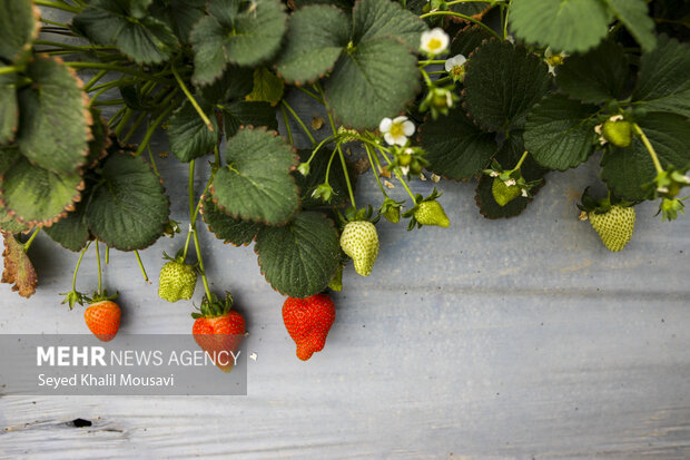 Harvesting strawberries in Ramhormoz
