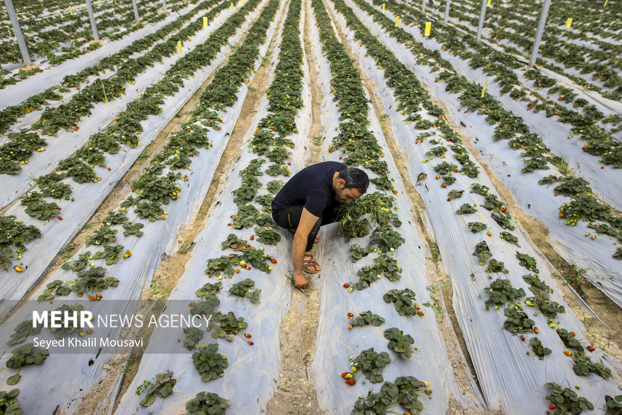 گلخانههایی که سبز نشدند؛ روایت شش سال انتظار در خراسان جنوبی