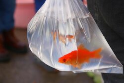 شرایط خرید و نگهداری ماهی قرمز برای ایام نوروز