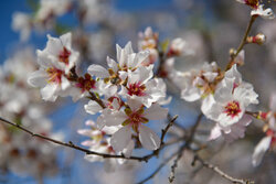 شکوفه های سفید و صورتی مهارلو استان فارس