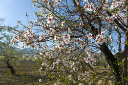 Beauty of early spring blossoms in Iran's Shiraz