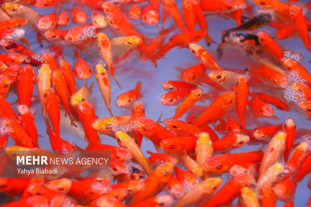 Goldfish market ahead of Nowruz