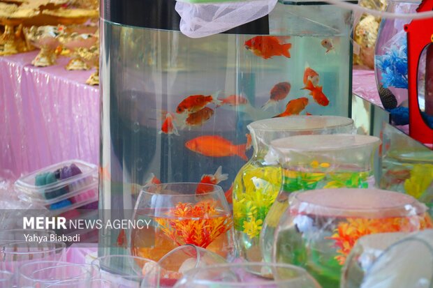 بازار پررونق فروش ماهی قرمز در آستانه سال نو
