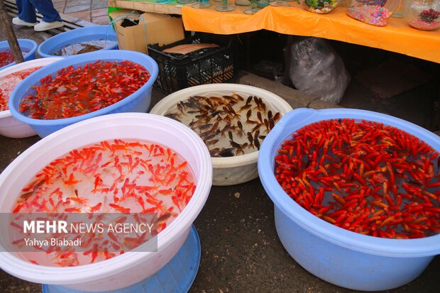 بازار پررونق فروش ماهی قرمز در آستانه سال نو