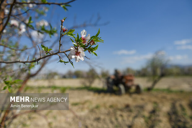 شکوفه های بهاری منطقه «مهارلو» استان فارس